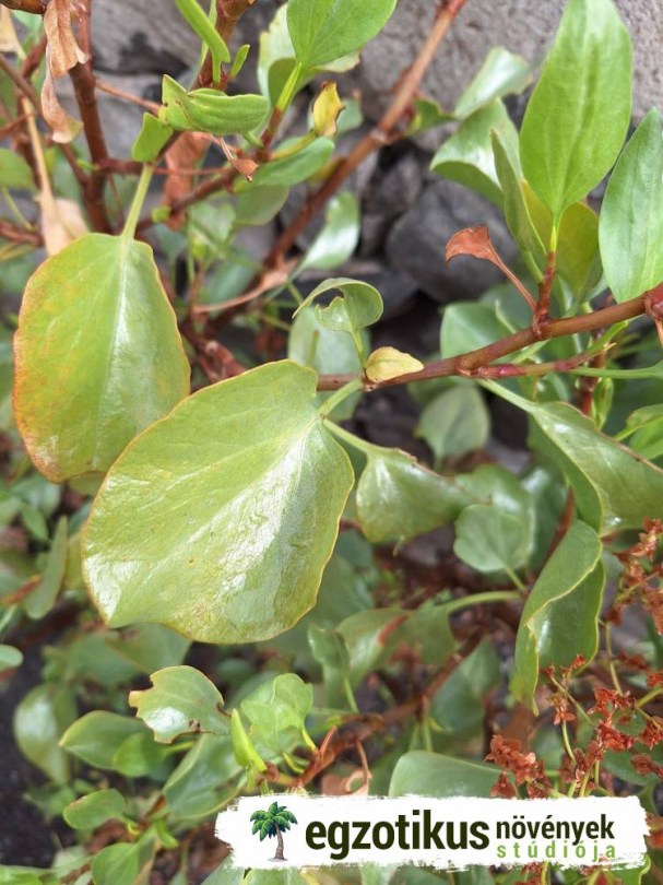 Kanári sóska, Kanári-szigeteki sóskafa, Rumex lunaria, etnobotanika